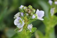 Veronica serpyllifolia