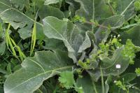 Verbascum pulverulentum