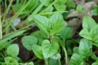 Prunella vulgaris