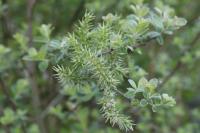 Salix cinerea