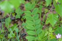 Galega officinalis