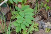 Galega officinalis