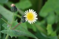 Sonchus oleraceus