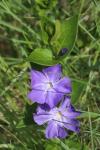 Vinca major