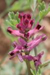 Fumaria officinalis