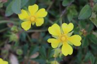 Potentilla verna