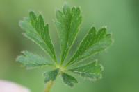 Potentilla verna