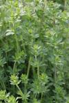 Galium album