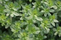 Galium album