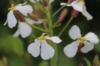 Raphanus raphanistrum