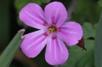 Geranium robertianum