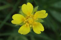 Potentilla verna