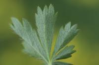 Potentilla verna