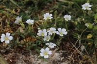 Cerastium arvense