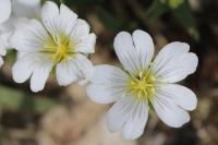 Cerastium arvense
