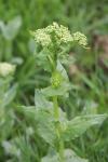 Lepidium draba