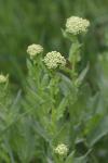 Lepidium draba