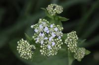Lepidium draba