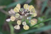 Microthlaspi perfoliatum