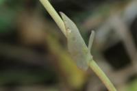 Microthlaspi perfoliatum