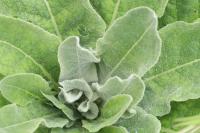 Verbascum pulverulentum