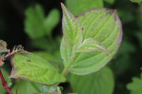 Cornus sanguinea