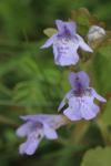 Glechoma hederacea