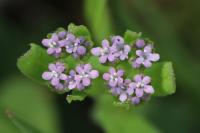Valerianella eriocarpa