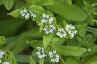 Valerianella locusta