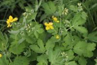 Chelidonium majus