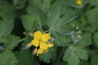 Chelidonium majus