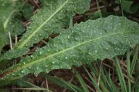 Helminthotheca echioides