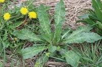 Helminthotheca echioides