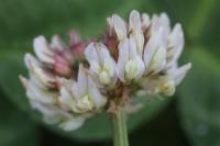 Trifolium repens