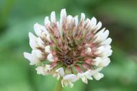 Trifolium repens