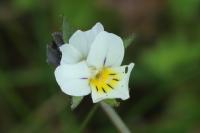 Viola arvensis