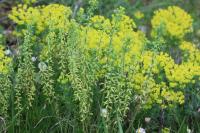 Euphorbia cyparissias