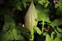Arum maculatum