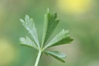 Potentilla verna