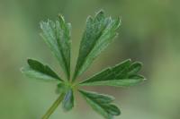 Potentilla verna