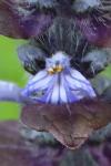 Ajuga reptans