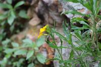 Erysimum cheiri