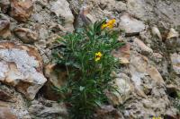 Erysimum cheiri