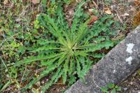 Picris hieracioides
