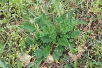 Jacobaea vulgaris