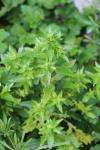 Mercurialis annua