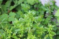 Mercurialis annua