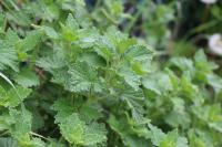 Ballota nigra