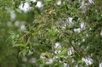Euonymus europaeus