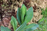 Lactuca serriola